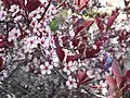 Cherry blossoms at Hamilton, Canada