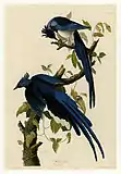 Black-throated magpie-jay(Calocitta colliei)