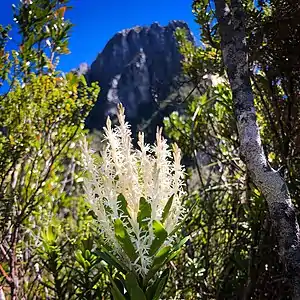 Figure 4: Agastachys odorata in full bloom at Frenchmans Cap, Tasmania