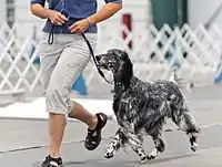 A blue belton English Setter