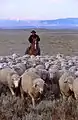 Sheep flock