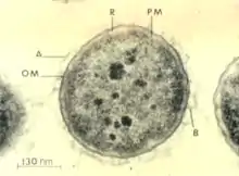 Aeromonas salmonicida, a Gram-negative bacteria, causes the disease furunculosis in marine and freshwater fish.