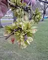 Duncan Place birch-leaved elm, fruit