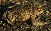 Common toad