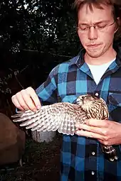 A sharp-shinned hawk at Hawk Ridge