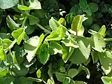 Indian borage