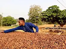 Cocoa farming in Nkyerepoaso, in Juaben municipality.