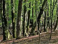 Beech forest, Slovenia