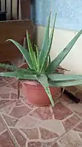 A potted plant