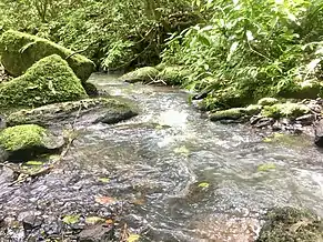  A stream in the secondary part of Mabira Forest located in Uganda. This picture was taken by Ivan Odongo a student of Busitema University, Namasagali Campus during his recess program and fieldwork study tour and it was an example of water resources in mabira forest reserve.