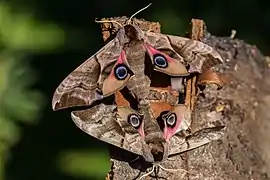 ♂ and ♀ mating