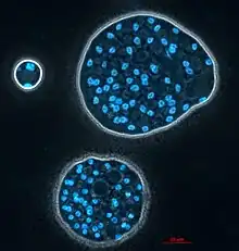 Colony of Abeoforma whisleri (Ichthyosporea) stained with Hoechst (nuclei in blue) in vivo Picture by Maria Rubio and Cristina Aresté