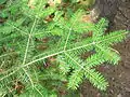 Leaves (needles) on symmetrical branchlets