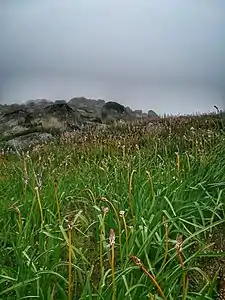 In the mountain range of Montemuro, northern Portugal