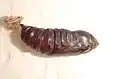 Pupa