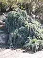 Prostrate Cootamundra Wattle in Grevillea Park