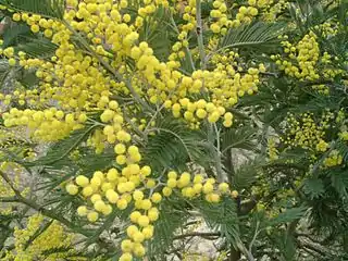 The "mimosa"(Silver Wattle (Acacia dealbata])),symbol of Women's day in Russia