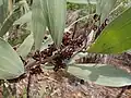 Leaves and pods