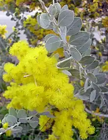 Queensland Silver Wattle (Acacia podalyriifolia)