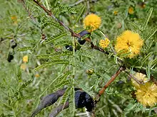 Aroma(Vachellia farnesiana)