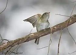 Acadian Flycatcher at Belleplain State Forest in New Jersey, during spring migration 2008.