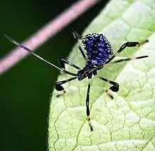  Acanthocephala terminalis - nymph