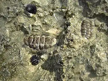 Two individuals of A. granulata in their natural habitat on a rock in Guadeloupe