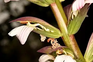 Lateral view