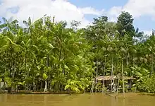 A grove of açaí palms in Brazil