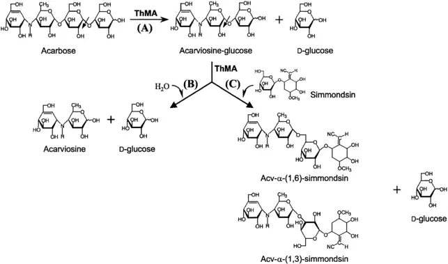 Acarbose is degraded by different enzymes in the gut microbiome. secretion of gut bacterial enzymes inhibit acarbose.