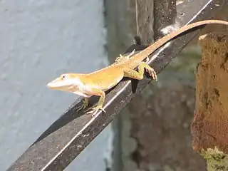 Female (brown form)