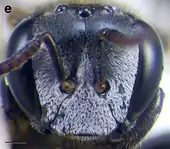 A. cassiae worker face. Scale bar = 0.25 mm