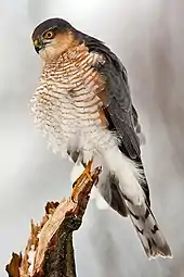 Adult male Eurasian sparrowhawk perching on branch