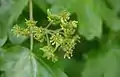 Field maple flowers