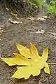 Fallen Acer macrophyllum leaf in fall near Cashmere, Washington