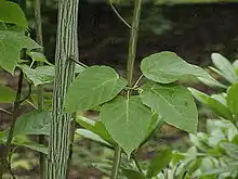 Acer davidii subsp. grosseri