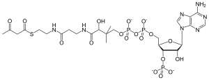 Acetoacetyl-CoA