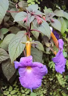 Achimenes longiflora in cultivation