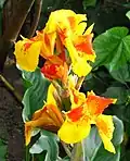 Canna indica flowers