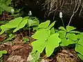 Achlys japonica growing in Kitakami Mountains, Iwate prefecture, Japan