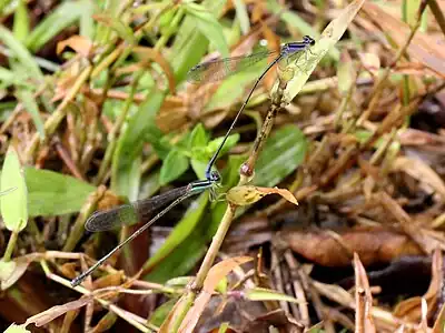 tandem pair