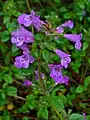 Clinopodium alpinum