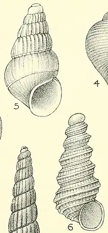 Fig. 5. "Aclis semireticulata" Fig. 6. "Arlis succinta"