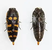 two black Acmaeodera alicia beetles, the one of the left has four rows symetrical orange spots on its back, whereas the one on the right is plain black