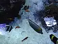 Some fish