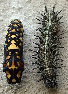 Pupa and larva