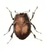 Acritus minutus