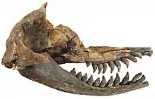 Fossil skull with elongated, upturned snout