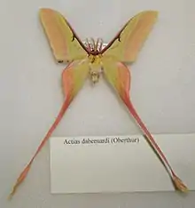 Actias dubernardi male