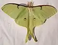 Actias luna male